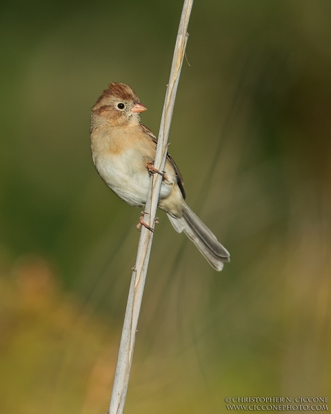 Field Sparrow