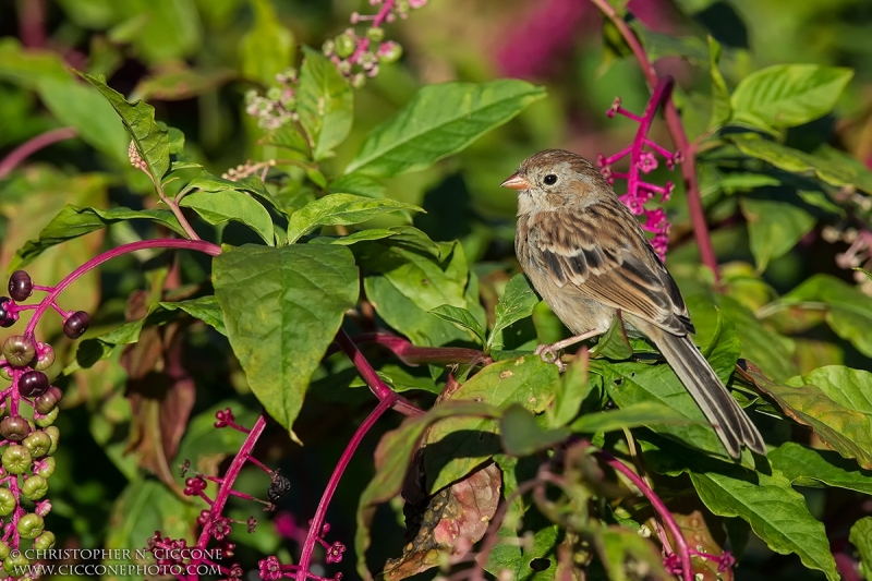 Field Sparrow