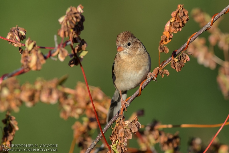 Field Sparrow