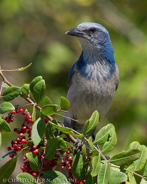 Florida Scrub-Jay