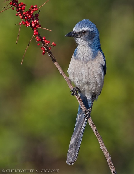 Florida Scrub-Jay