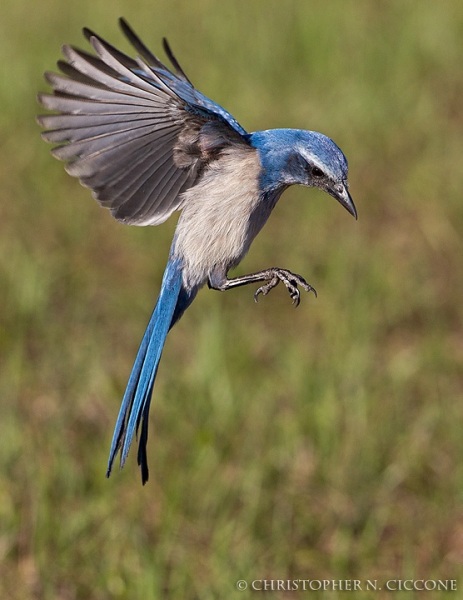 Florida Scrub-Jay