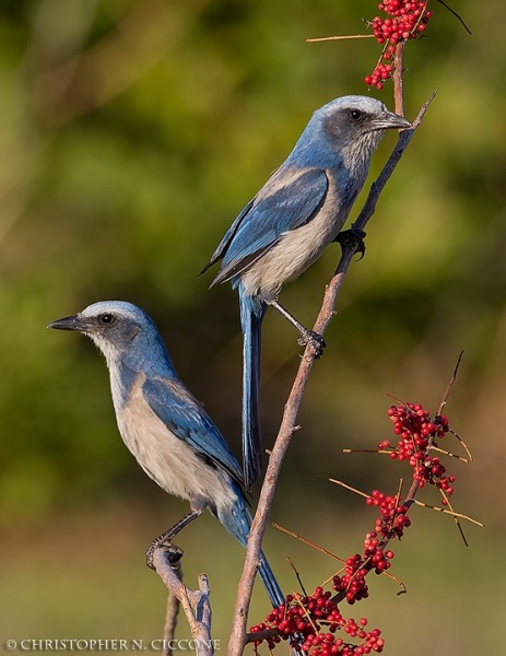 Florida Scrub-Jay