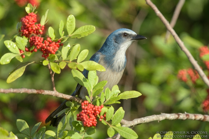 Florida Scrub-Jay