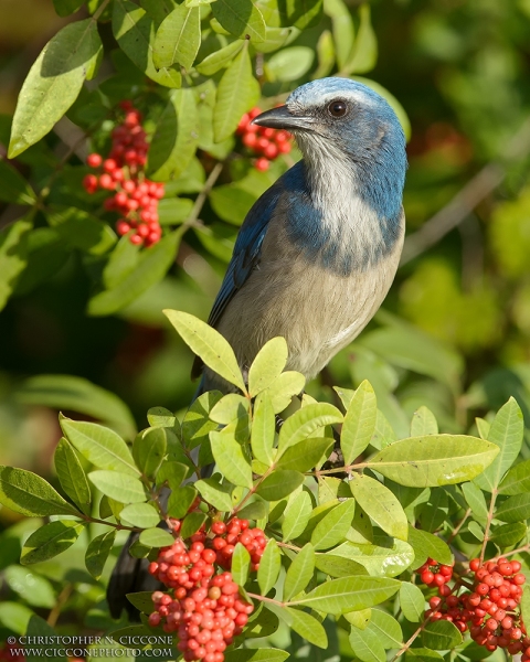 Florida Scrub-Jay