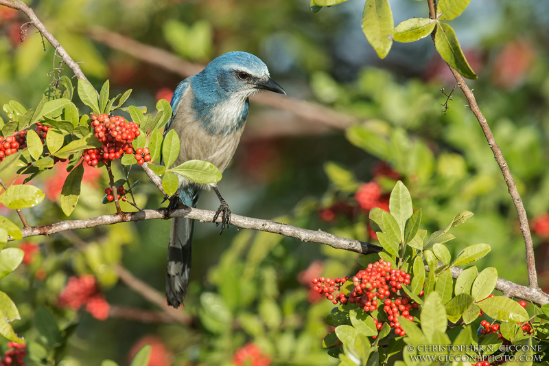 Florida Scrub-Jay