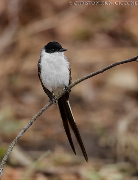 Fork-tailed Flycatcher