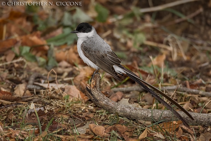 Fork-tailed Flycatcher