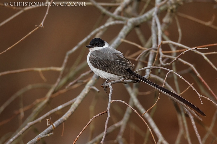 Fork-tailed Flycatcher