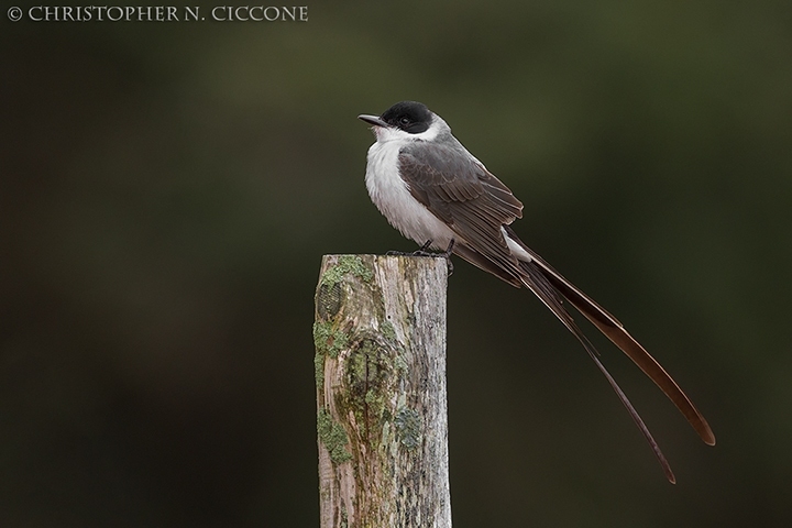 Fork-tailed Flycatcher