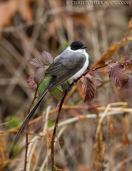 Fork-tailed Flycatcher