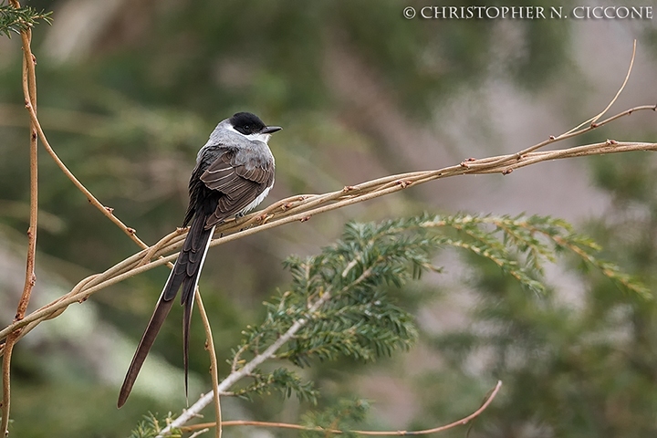 Fork-tailed Flycatcher