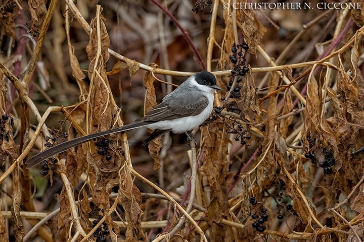 Fork-tailed Flycatcher