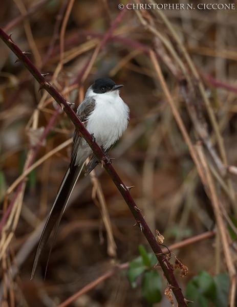 Fork-tailed Flycatcher