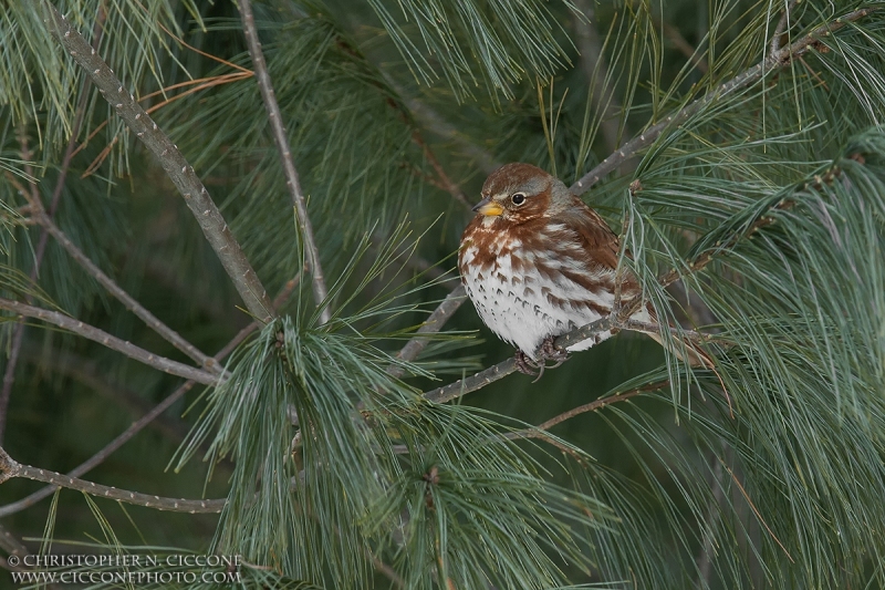 Fox Sparrow