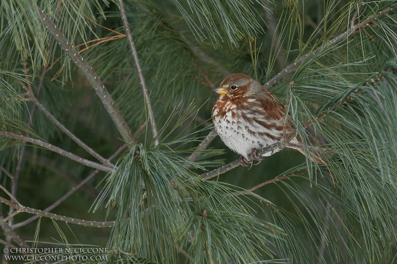 Fox Sparrow