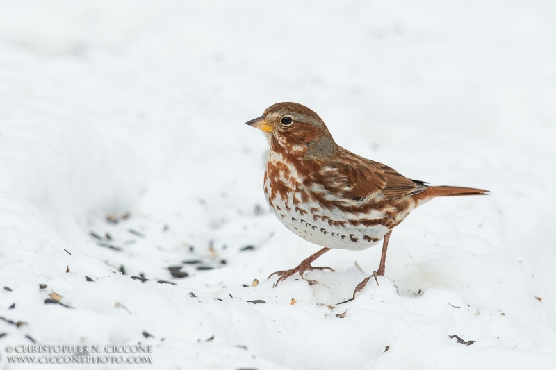 Fox Sparrow