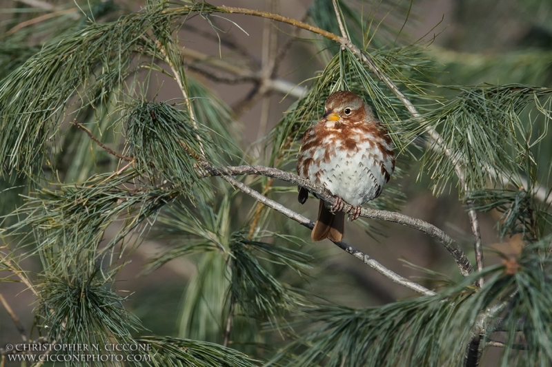 Fox Sparrow