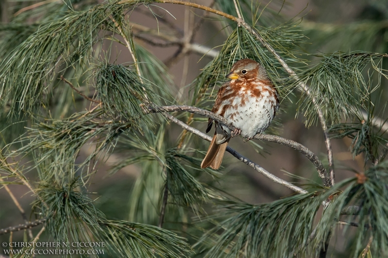 Fox Sparrow