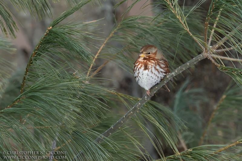 Fox Sparrow