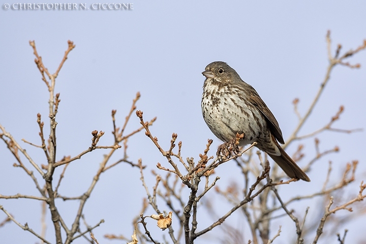 Fox Sparrow