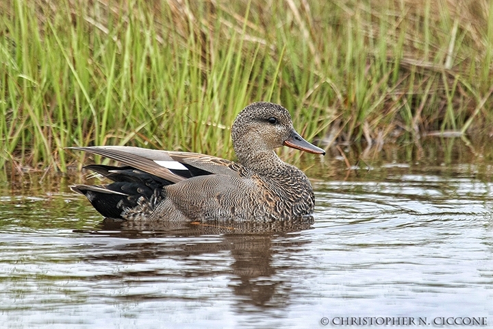 Gadwall