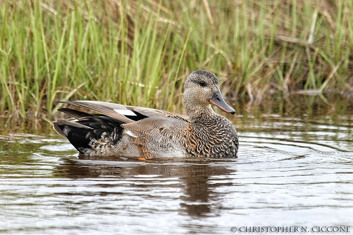 Gadwall