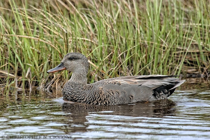 Gadwall