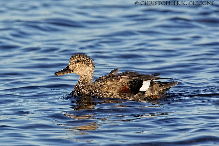 Gadwall