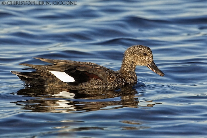 Gadwall