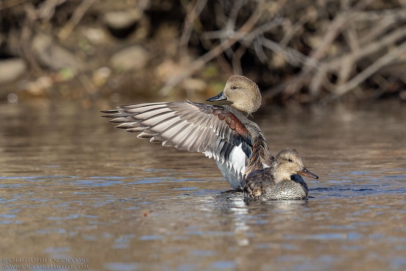 Gadwall