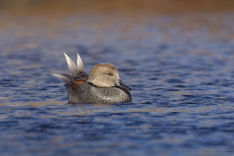 Gadwall