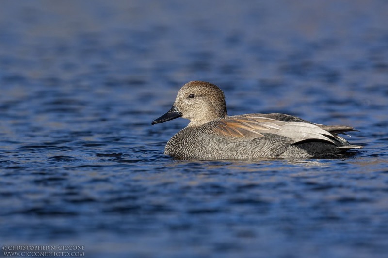 Gadwall