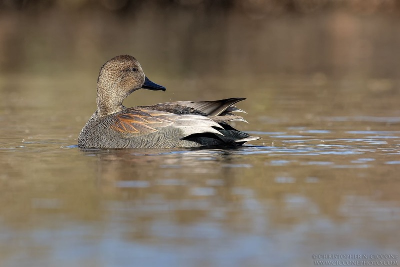 Gadwall