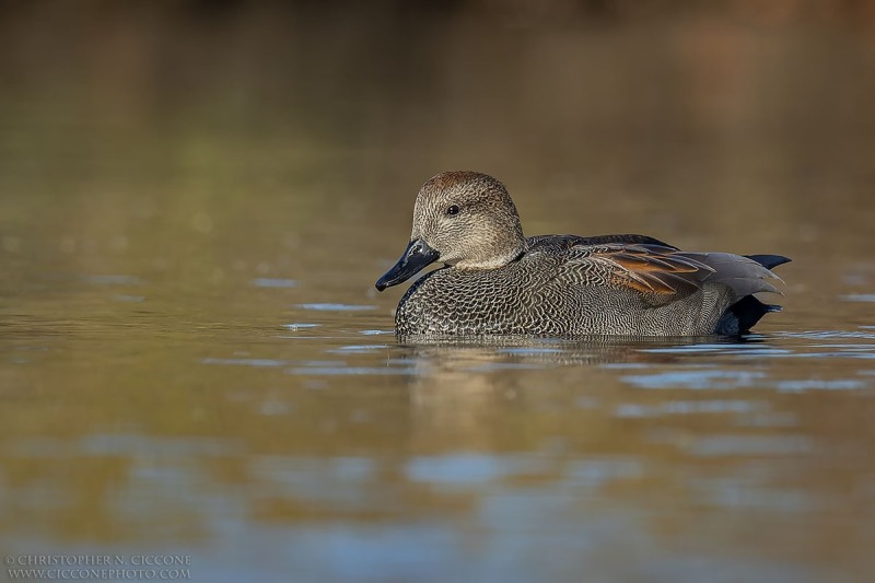 Gadwall