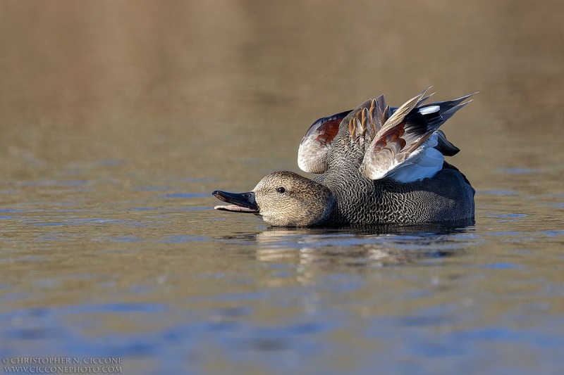 Gadwall