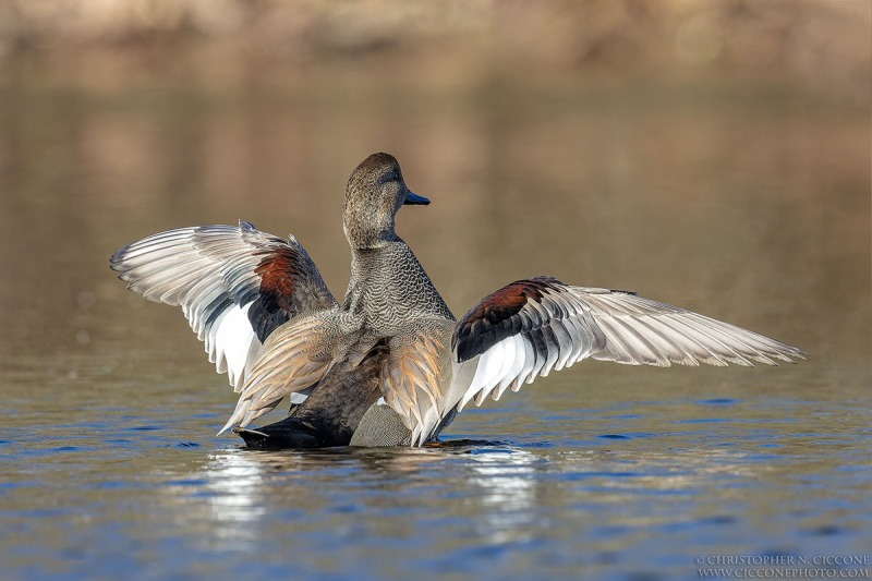 Gadwall