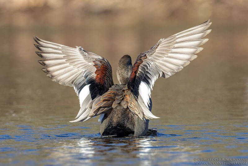 Gadwall