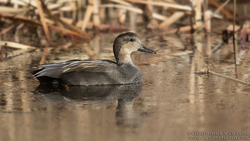 Gadwall