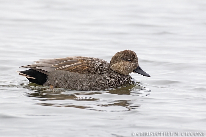 Gadwall