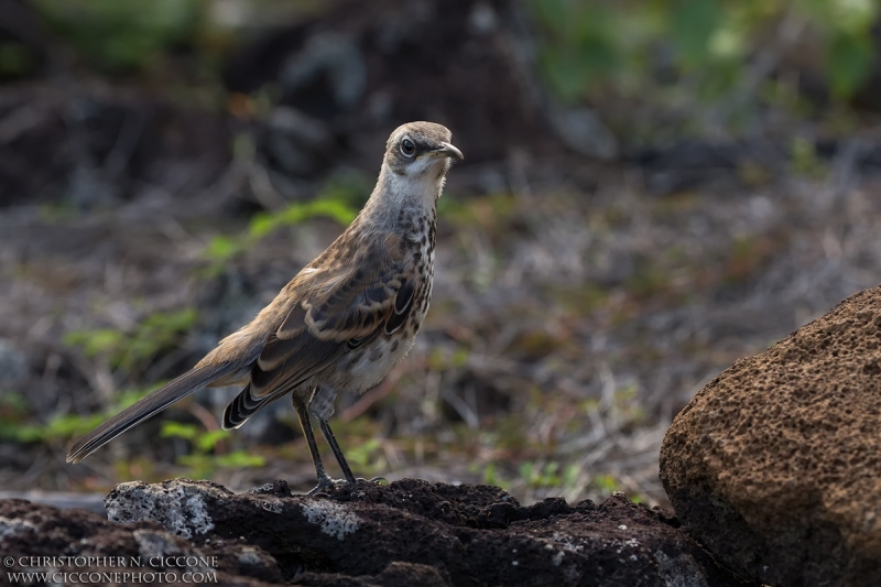 San Cristobal Mockingbird