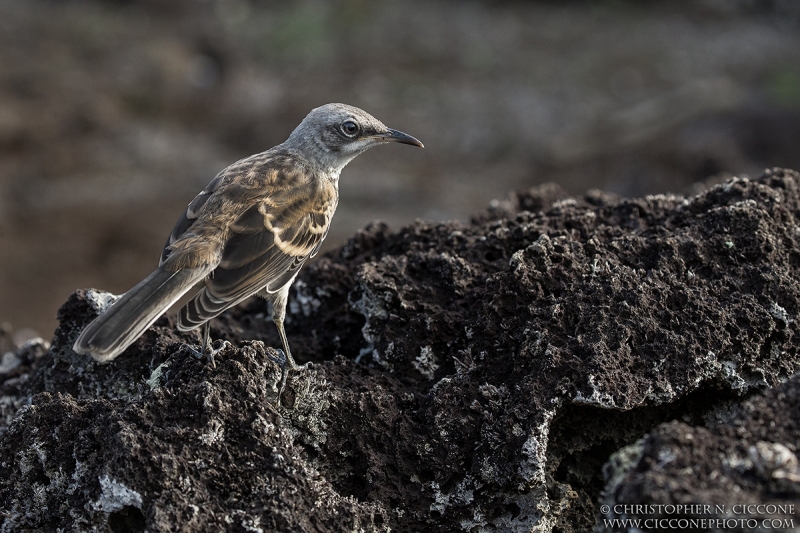 San Cristobal Mockingbird