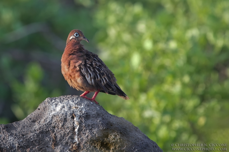 Galapagos Dove