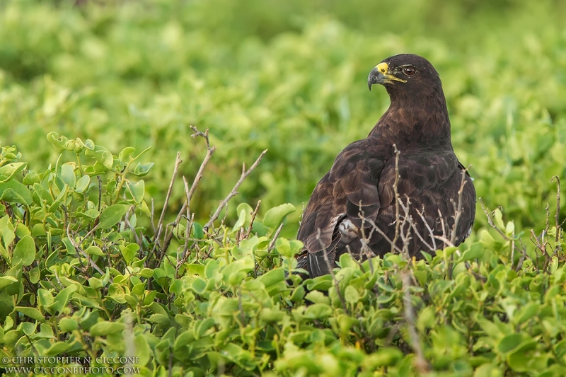 Galapagos Hawk