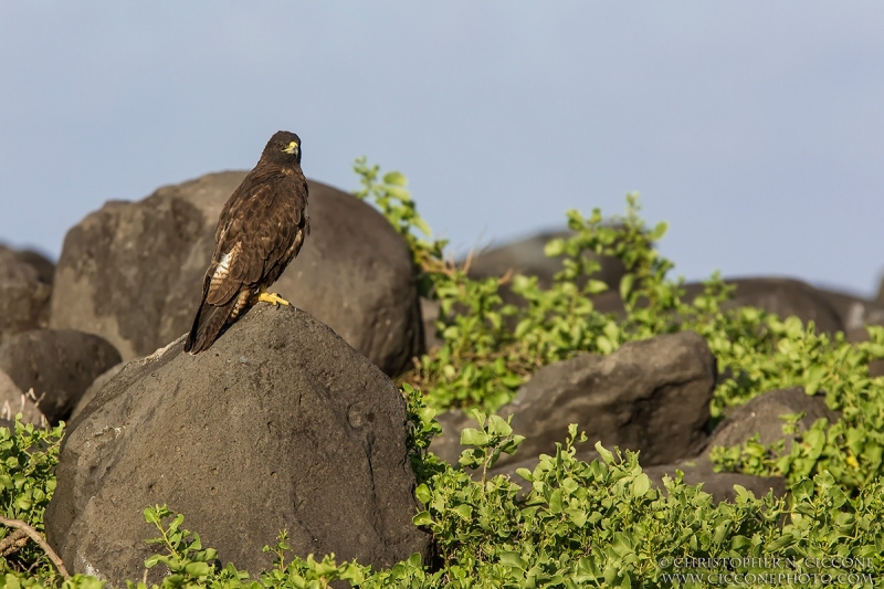 Galapagos Hawk