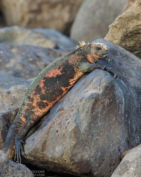 Marine Iguana