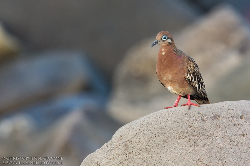 Galapagos Dove