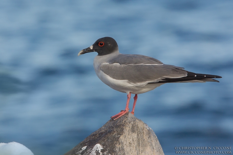 Swallow-tailed Gull