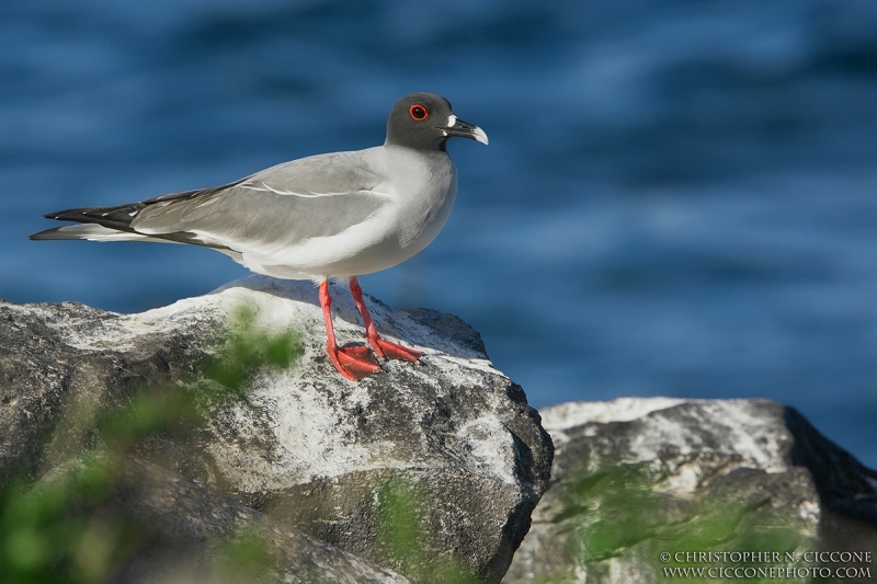 Swallow-tailed Gull