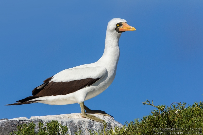 Nazca Booby